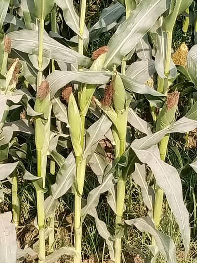 2 acres maize crop for silage