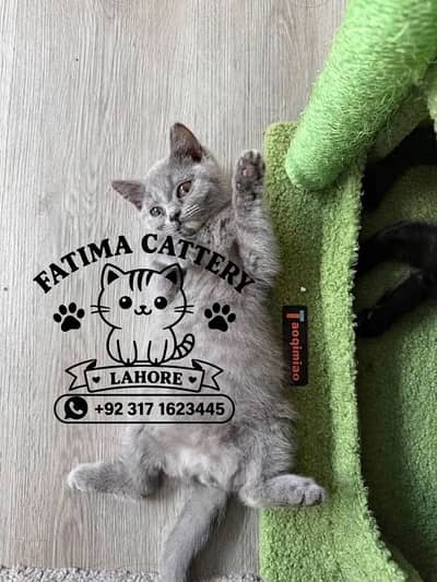 Male & Female Kittens Available in Lahore