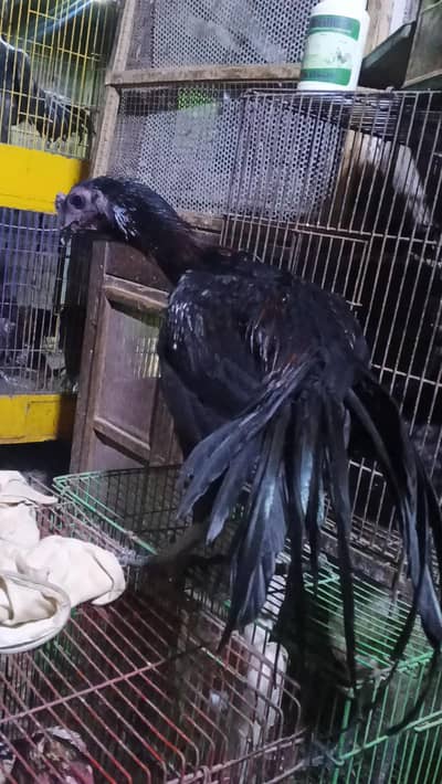 dragon breed available