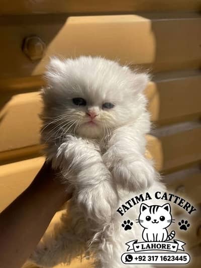 British Shorthair Kittens for Sale in Lahore | Imported | Cute & Healt