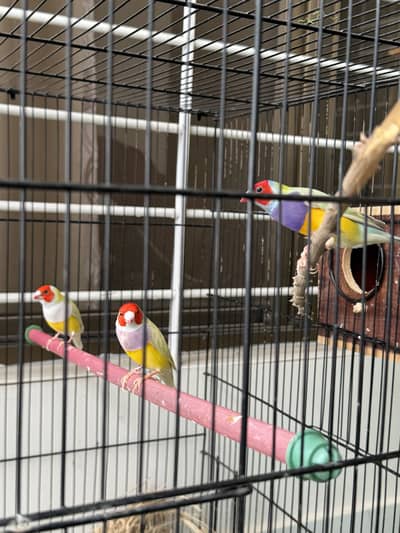  Gouldian Finches – 3 Pairs Available