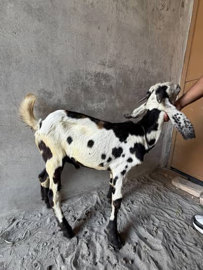 Best goat Male Desi teddy mix