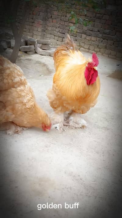 golden buff imported blood line