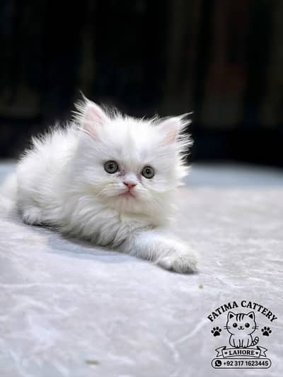 Fluffy Persian Kittens Available