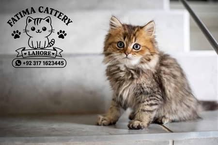 British Shorthair Kittens for Sale in Lahore | Imported | Cute & Healt