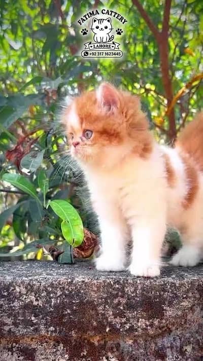 Scottish Fold Kittens for Sale