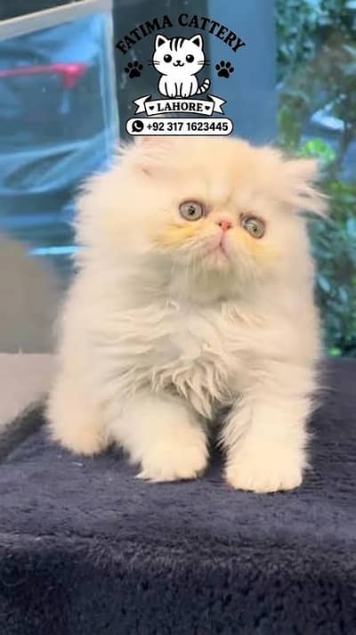 Persian Kittens for Sale in Lahore | Punch Face | Triple Coat