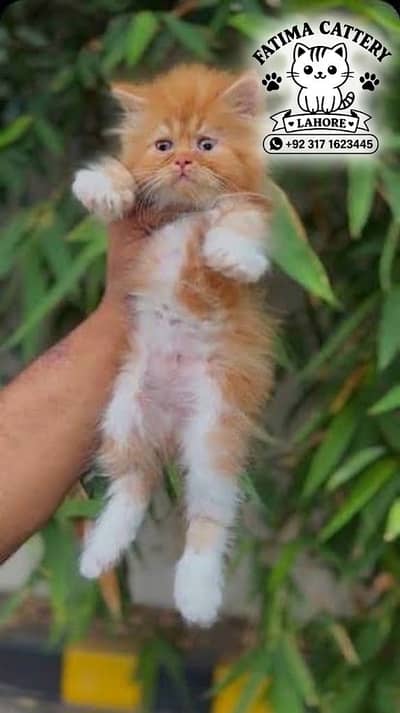Persian Kitten | Punch Face | Triple Coat