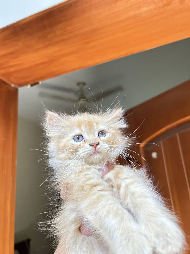 Persian kittens 0