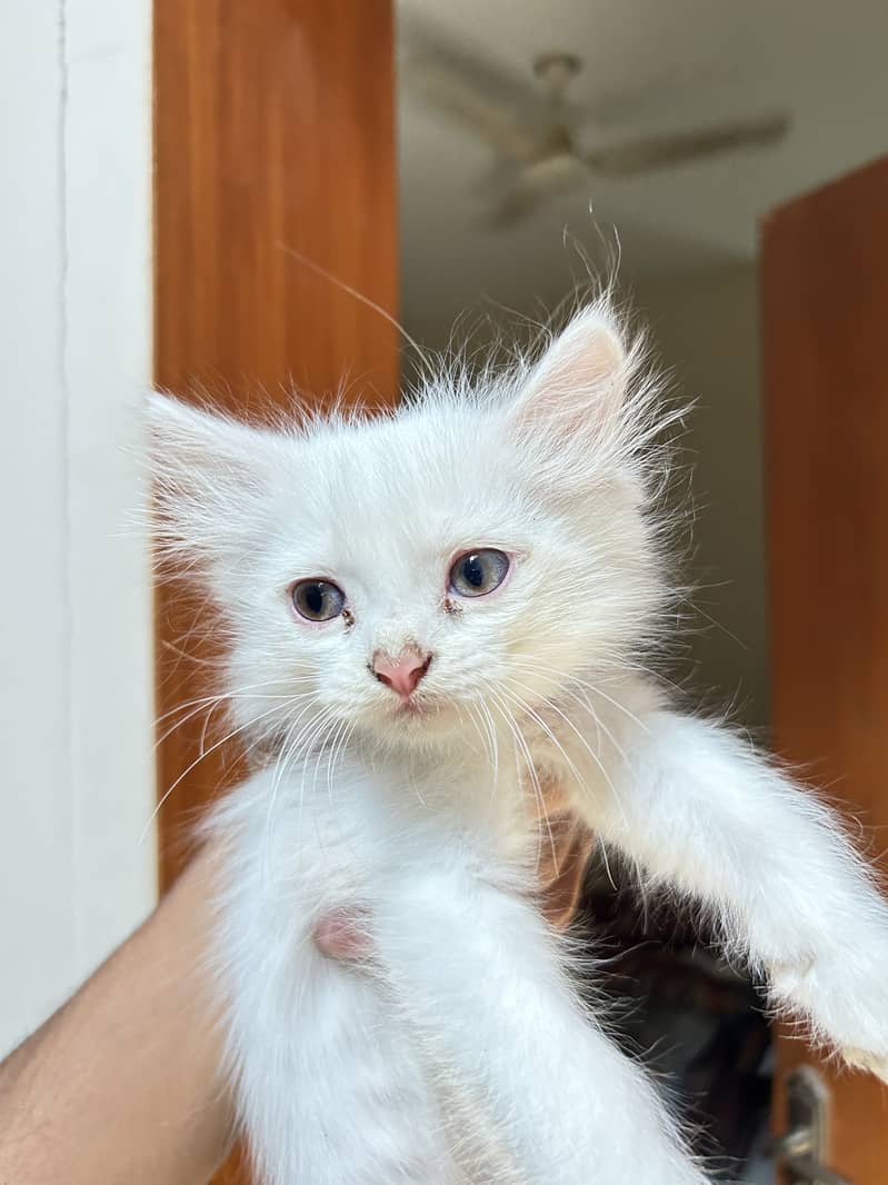 Persian kittens 1