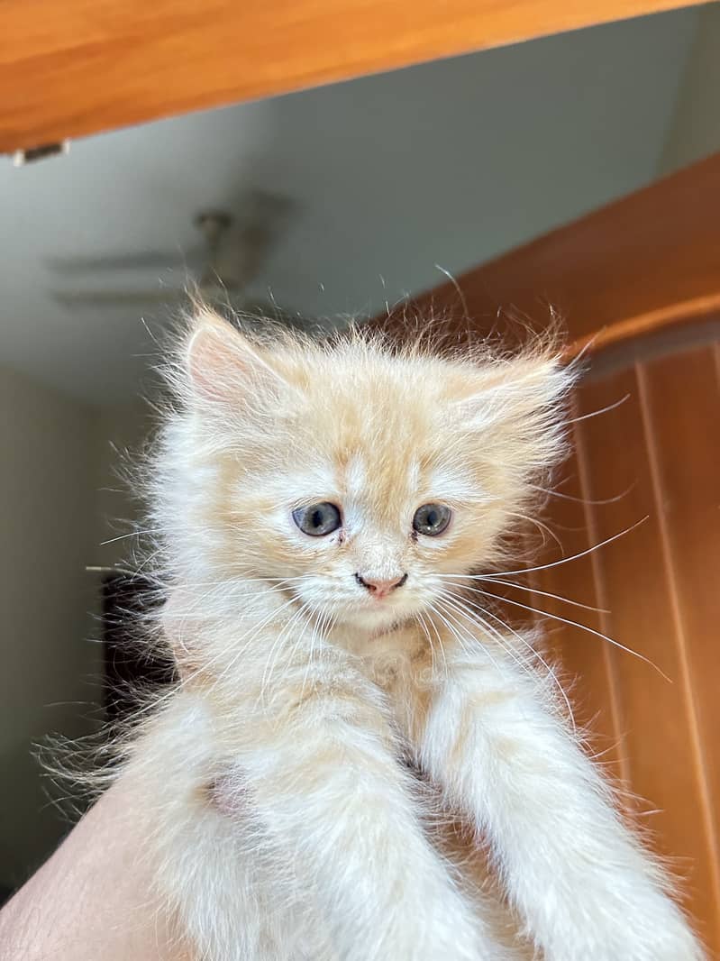 Persian kittens 2