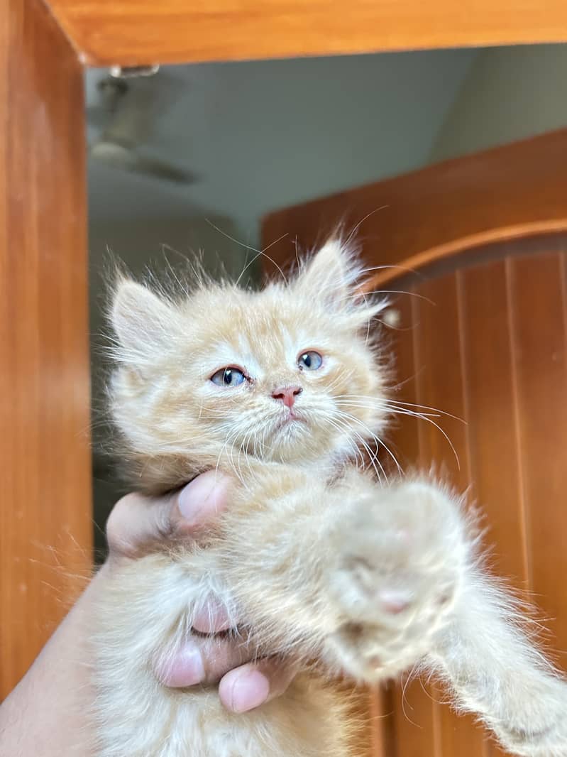 Persian kittens 3