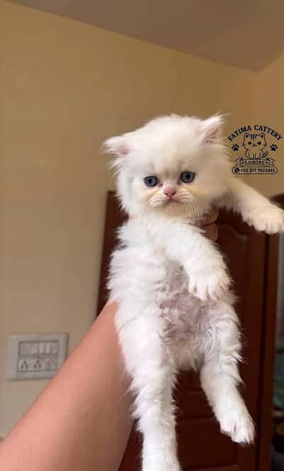 Persian Kittens for Sale in Lahore | Punch Face | Triple Coat |