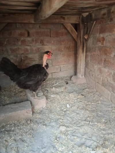 black murgi desi