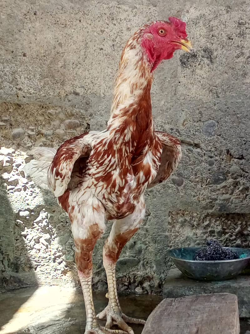 aseel murga 1