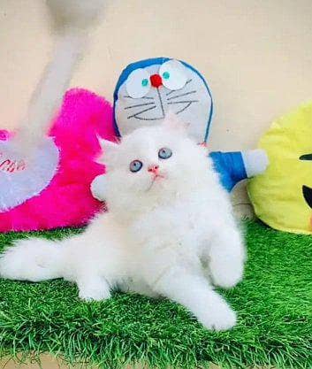 Persian cat for sale male or female my WhatsApp number03=427=95=07=34