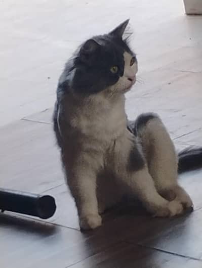 punch Face male Available for stud