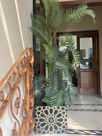 Money plant decoration