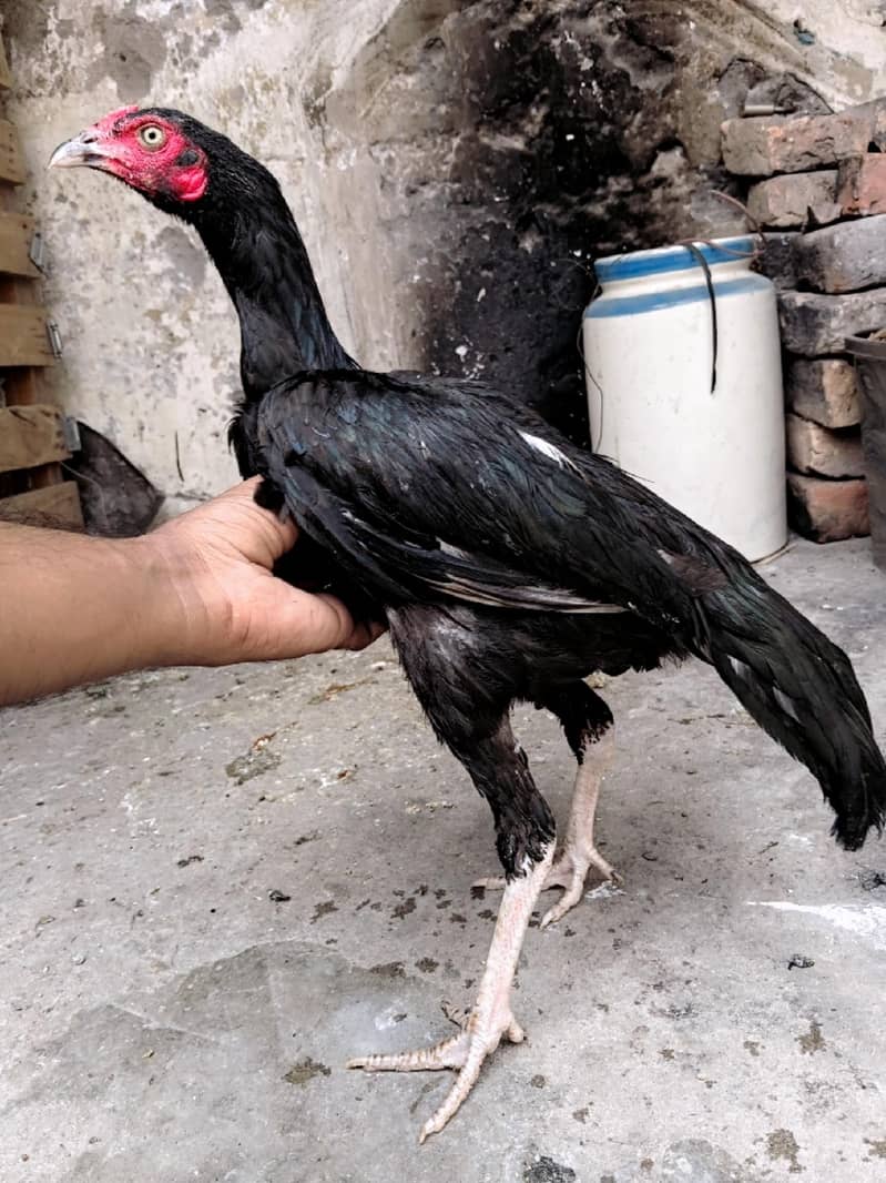 mushka patha 3