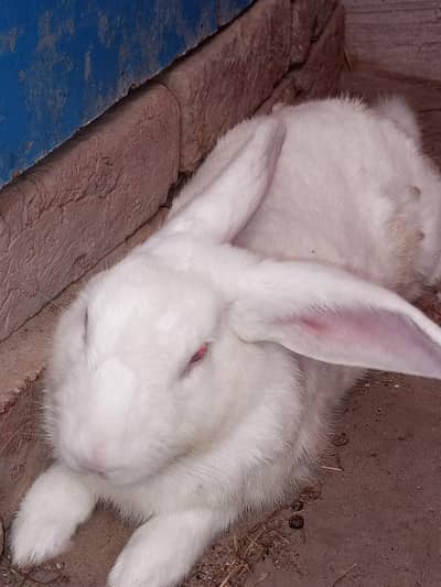 white red eyes Rabbit For sell