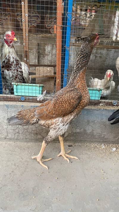 White and Brown Aseel O shamo
