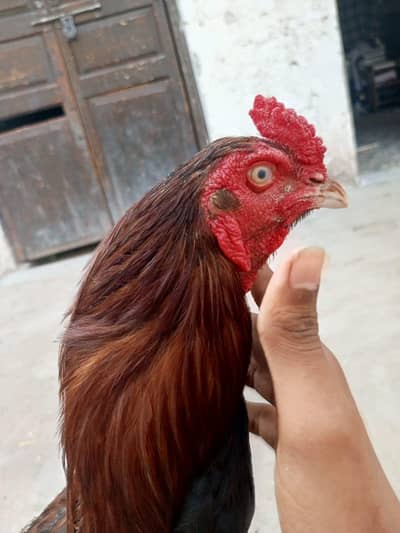 Aseel mianwali breaded bird available WhatsApp number 03365367869