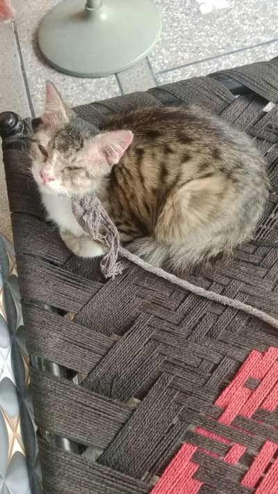 cat for sale