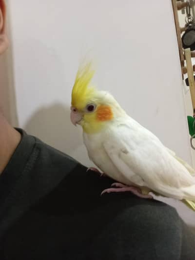 Hand Tamed Cockatail red eyea