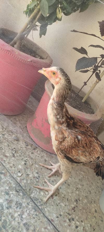 Mianwali-Jawa breed pathy 4 months and 3.6 months are available.