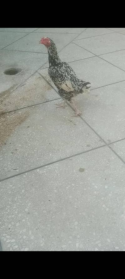 high quality asel hen and patha con what0/3/1/3/5/4/1/5/6/7/6