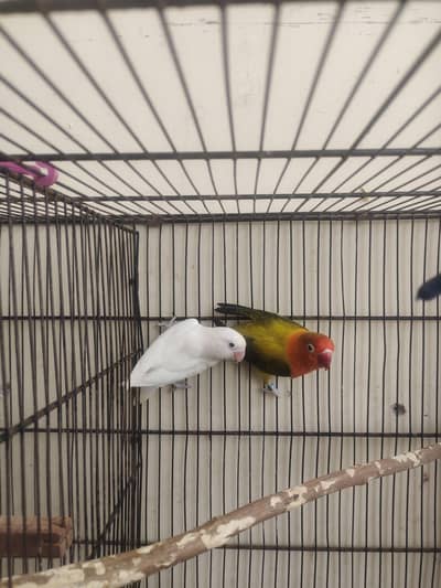 Albino x Euwing opaline breeder pair  for sale  03175389355