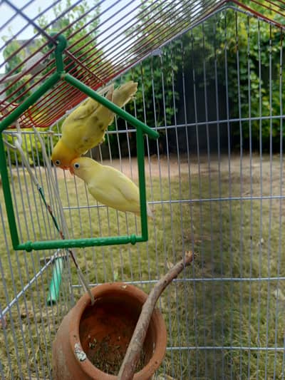 Parrots lovebirds
