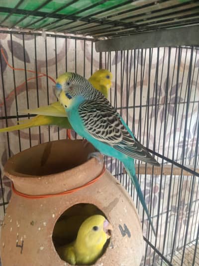 budgies colour birds