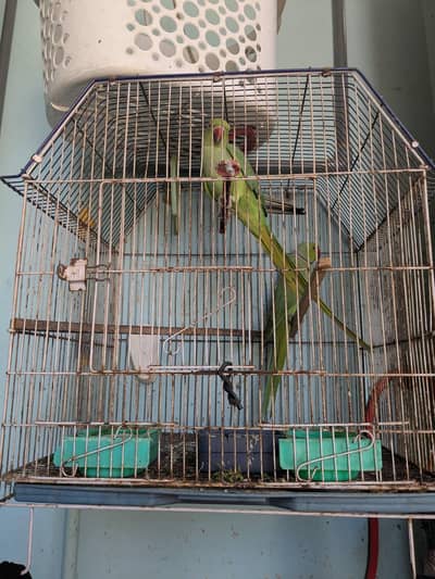 green ringneck parrot
