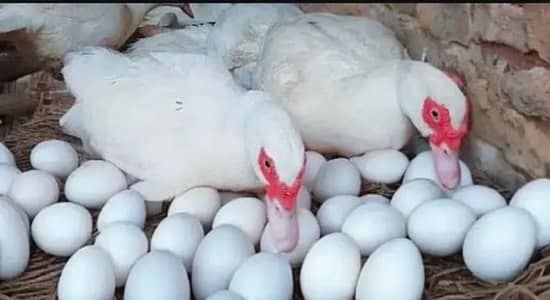 alll breeder animals fancy ducks available hn