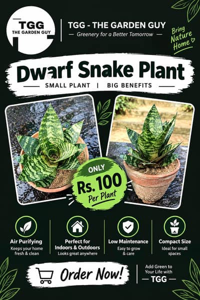 Dwarf snake Plant