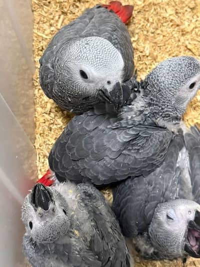 African grey parrot chicks for sale (03225214853)
