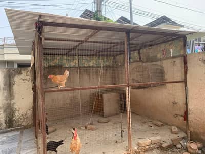 cage for sale