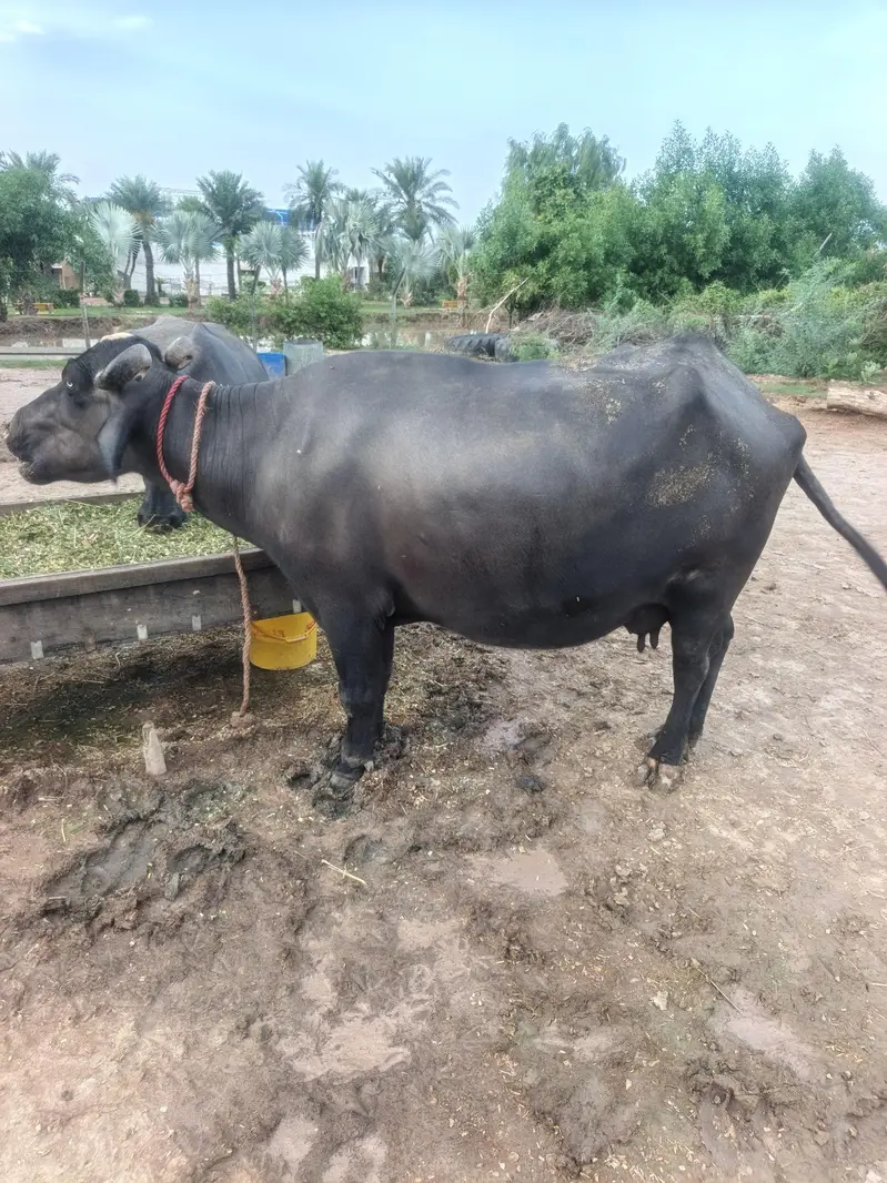 nili ravie baffelo — photo 2