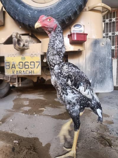 original shamo Coca-