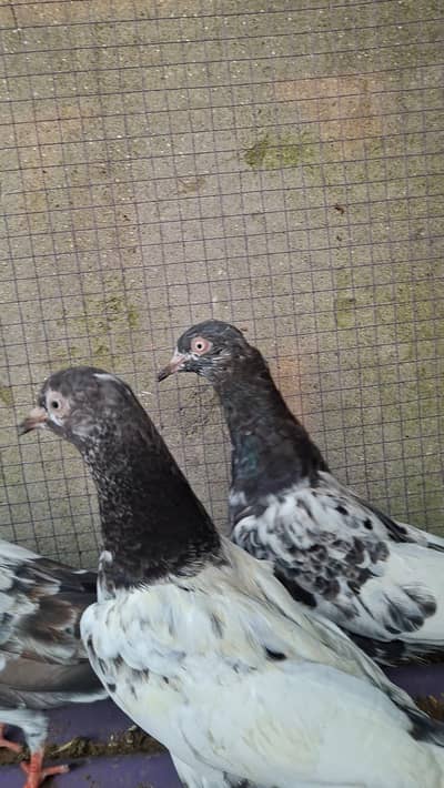 Some quality pigeons for sale