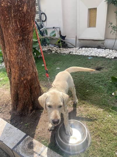 Labrador dog