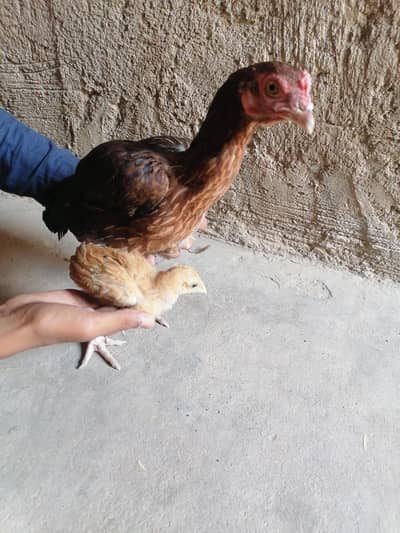 hen female