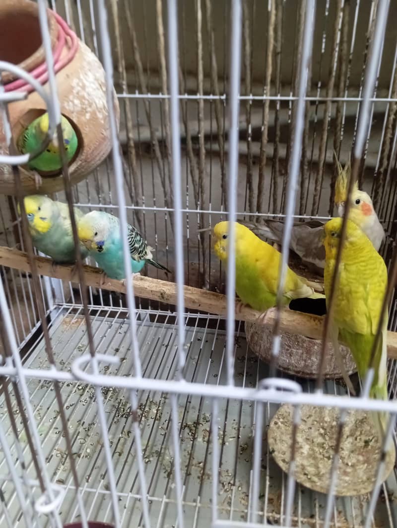 parrots 0