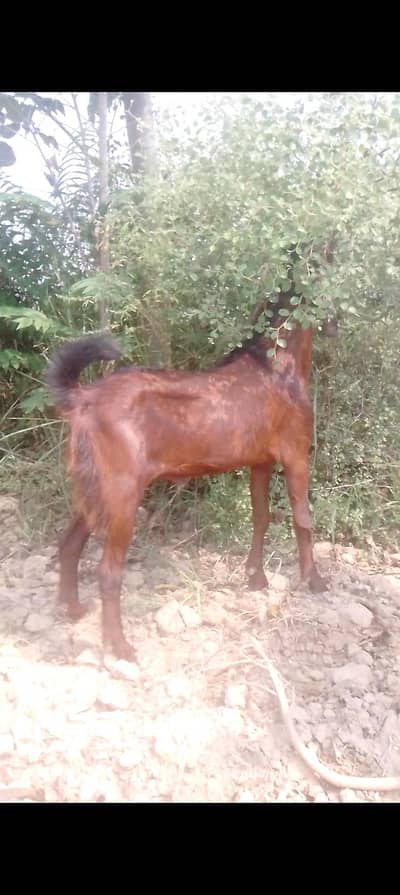 kheeray bakray for sale for qurbani 2027 aur aik ghaban desi betal pat