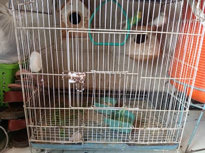 seel parrot