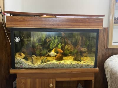Fish Acquarium for sale - with water pump, gravel and fishes
