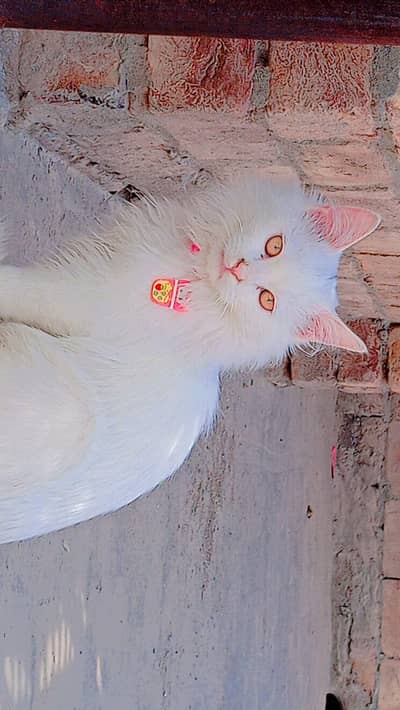 Cat For Sale