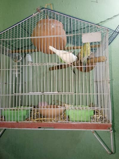 1 pair Australian parrot , 1 pair zebra finch and 1 pcs java finch
