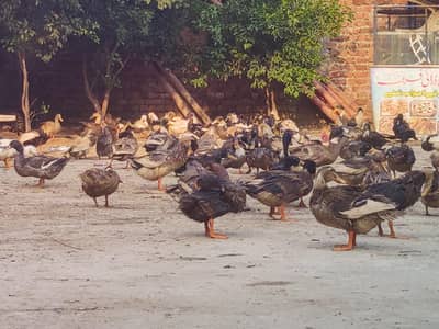 dasii duck